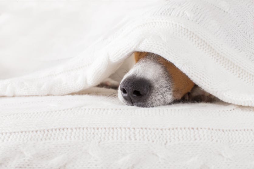 Museau d'un chien sous une couverture 