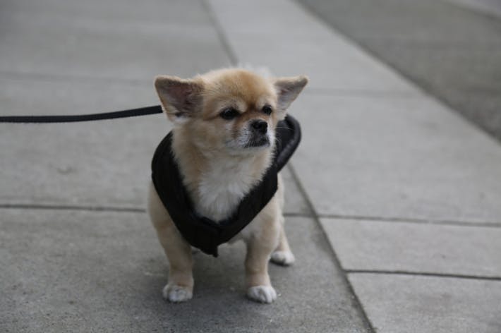 Chihuahua avec un petit manteau dans la rue