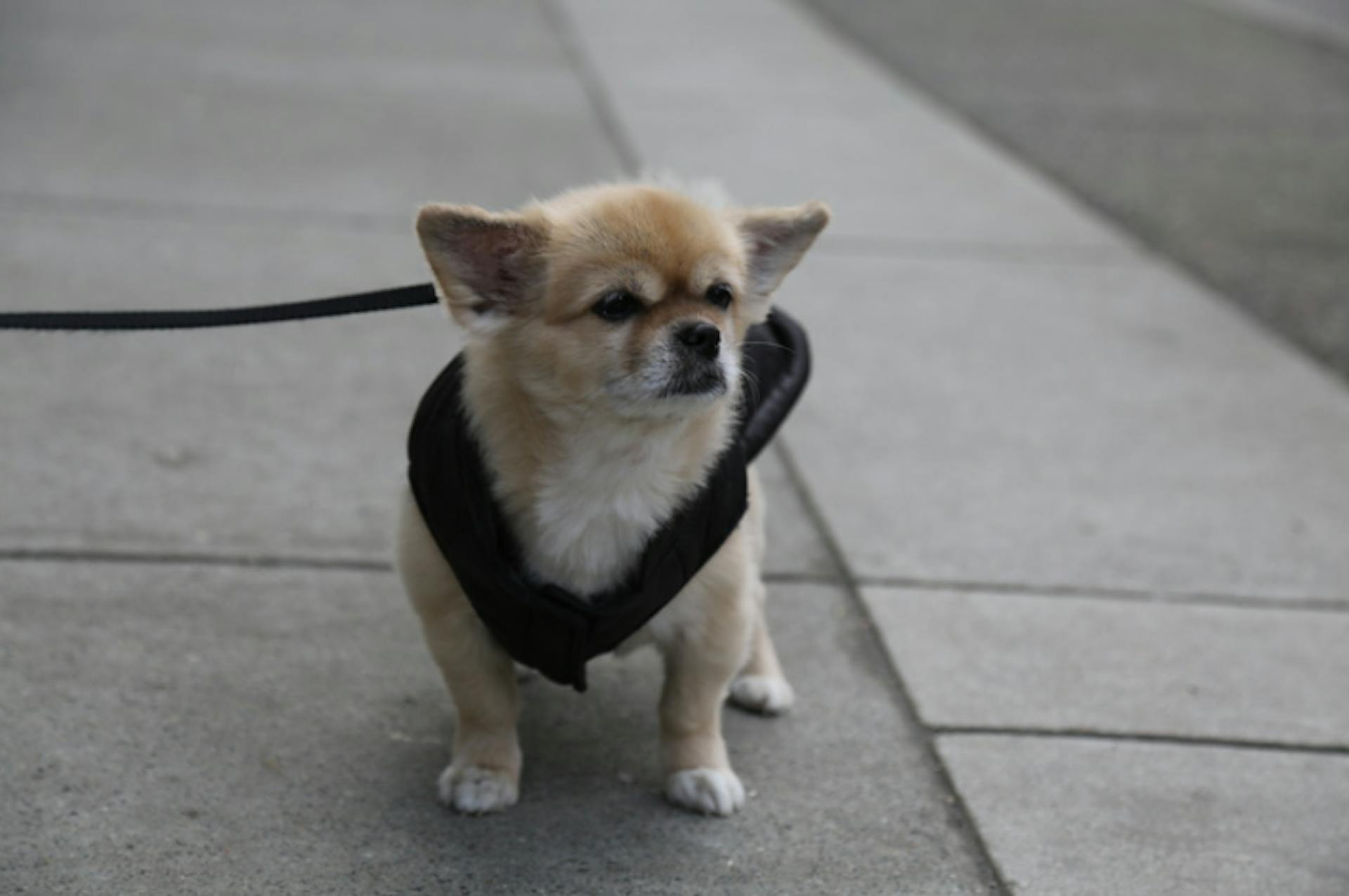 Chihuahua avec un petit manteau dans la rue