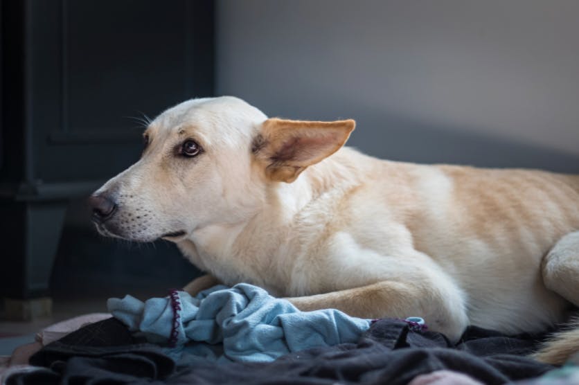 Chien beige couché et apeuré