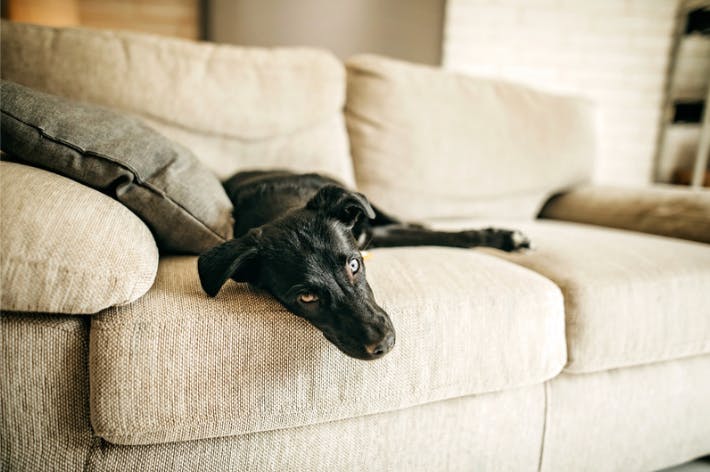 Chien couché sur un canapé