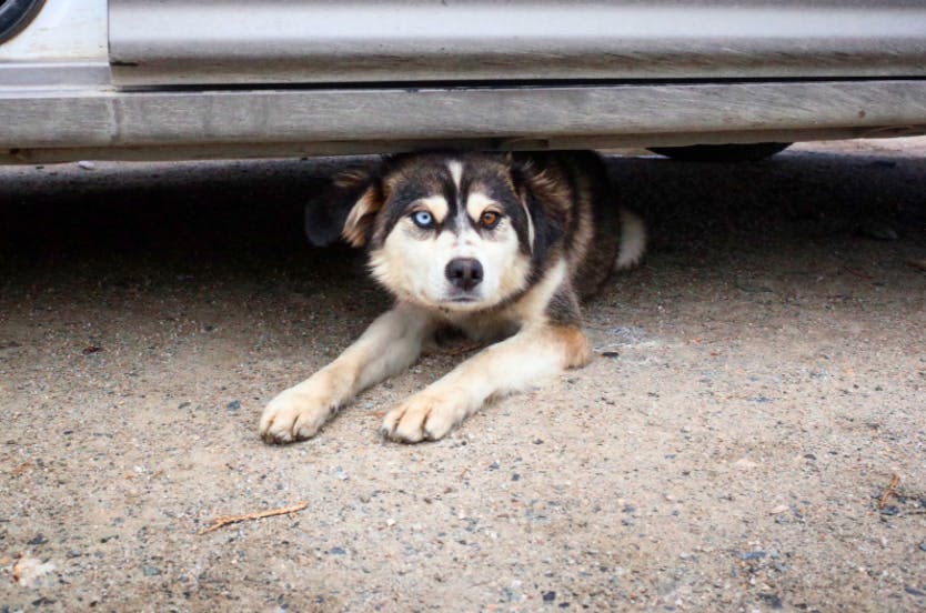 Husky couché sous une voiture 