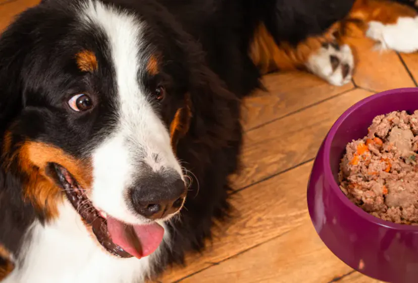 Bouvier Bernois qui regarde sa gamelle Elmut