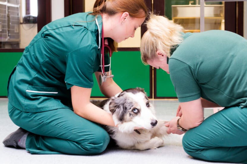 Chien couché et entouré par deux vétérinaires