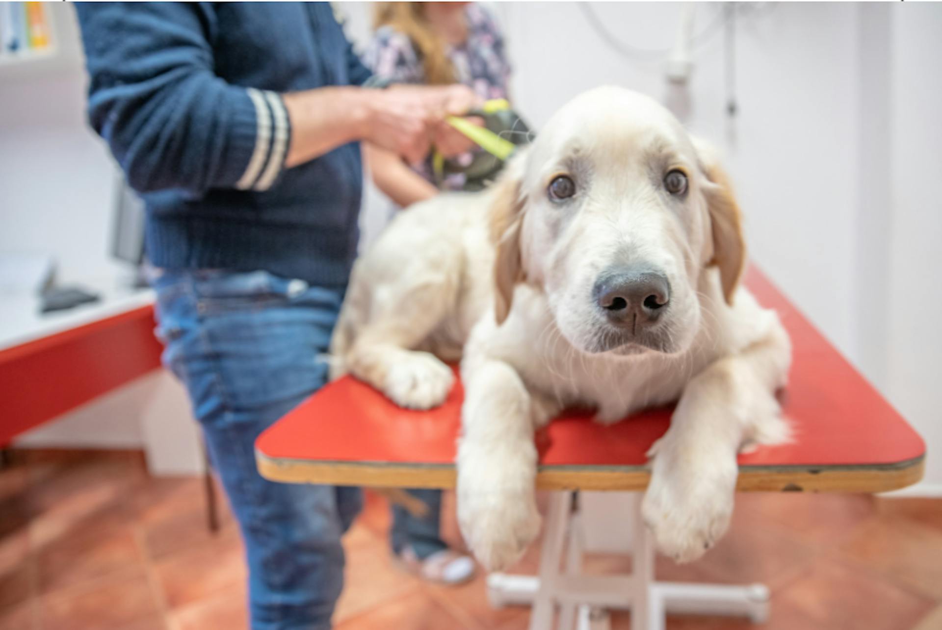 Golden Retriever couché sur la table d'auscultation 