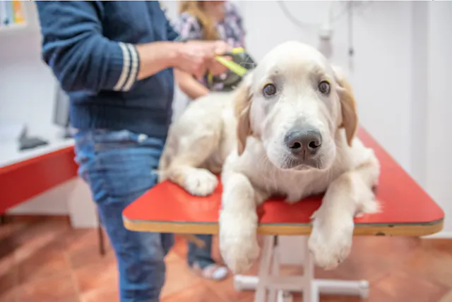 Golden Retriever couché sur la table d'auscultation 