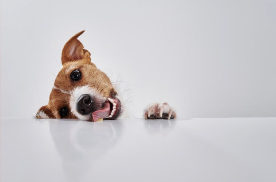 Jack Russel qui lèche la table 