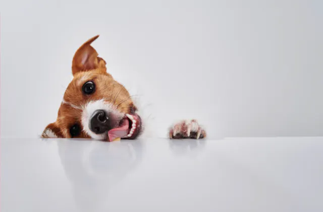 Jack Russel qui lèche la table 