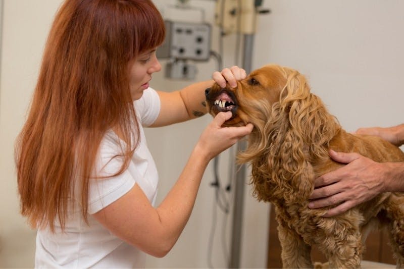 Vétérinaire qui ausculte les dents d'un cocker