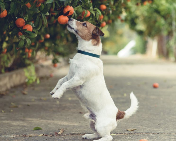 Chien qui sent une orange