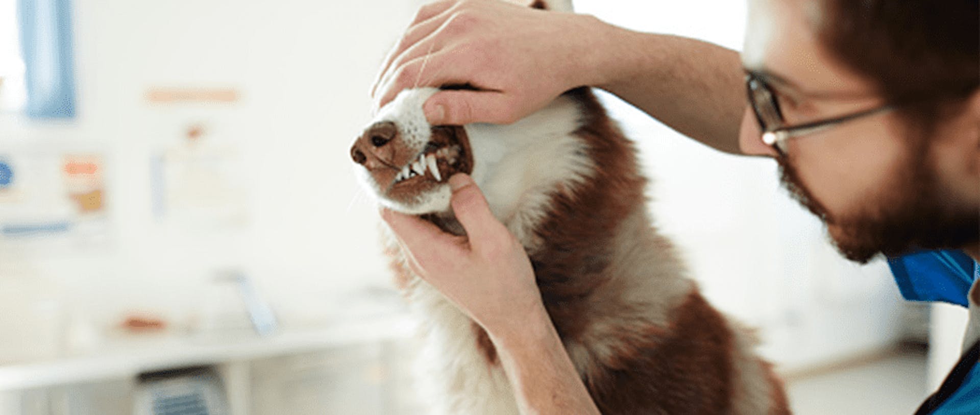 Chien qui se fait ausculter les canines