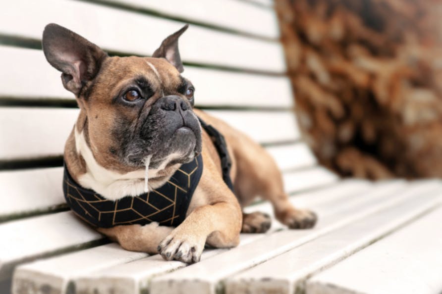 bouledogue qui bave et couché sur un banc