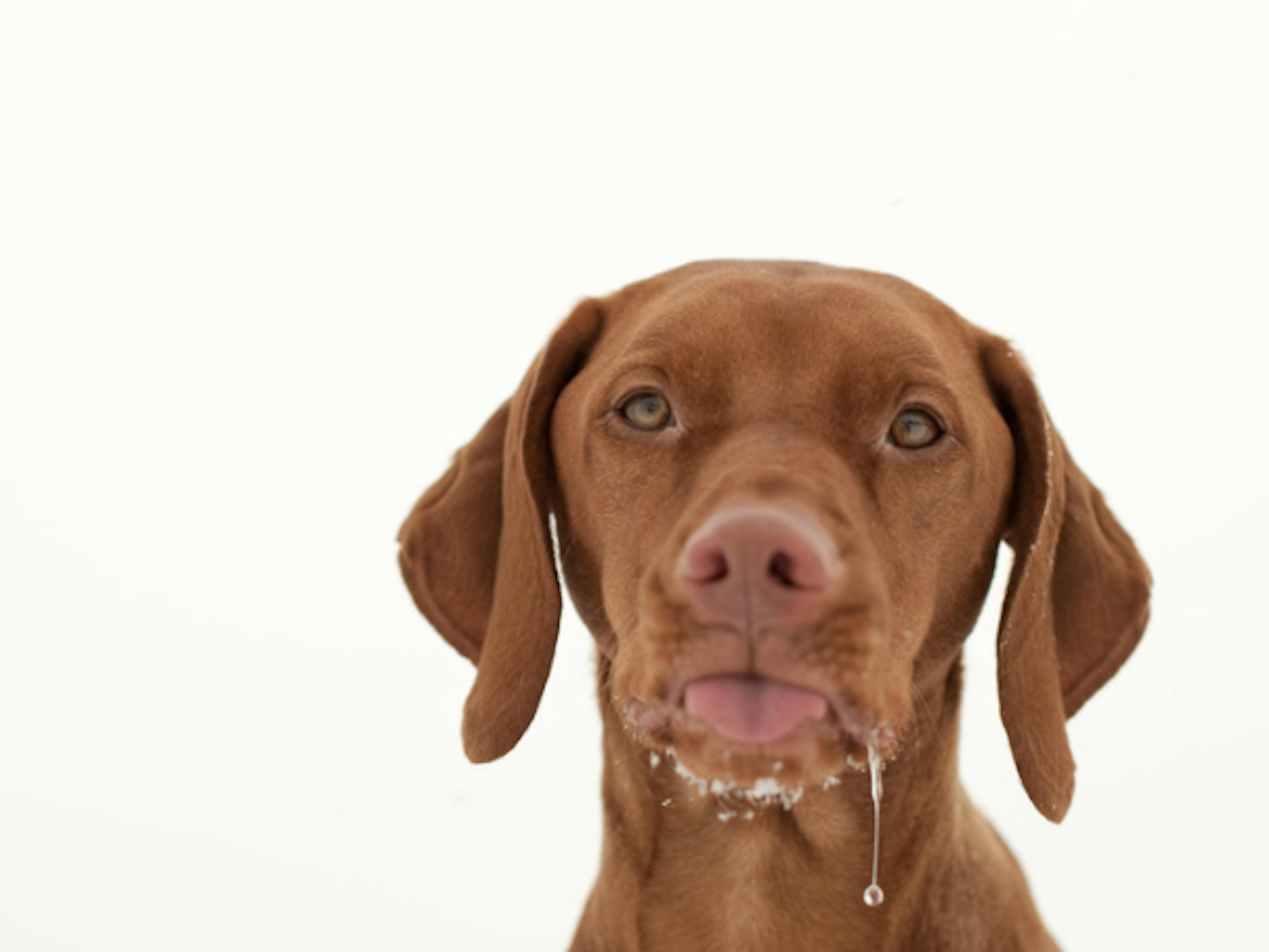 chien qui tire la langue et bave