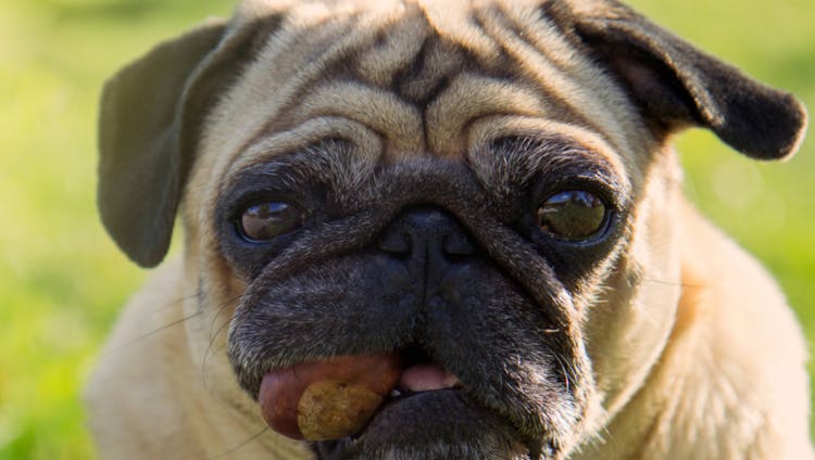 carlin qui mange un marron