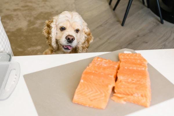 chien qui regarde des pavés de saumon