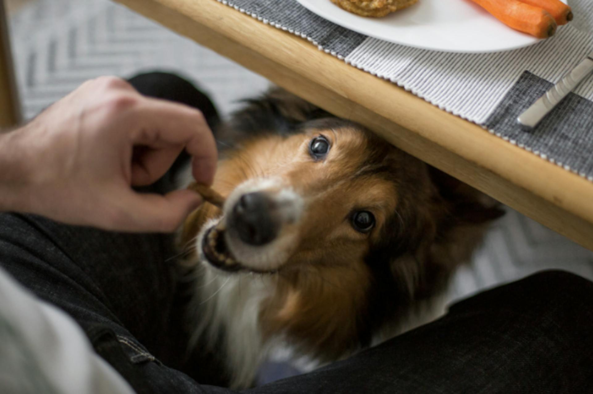 chien qui mange sous la table