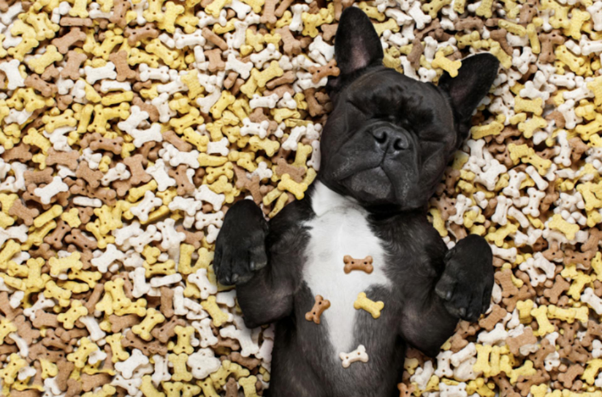 chien couché sur un tas de friandises