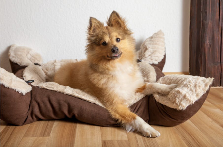 Chien couché sur son panier