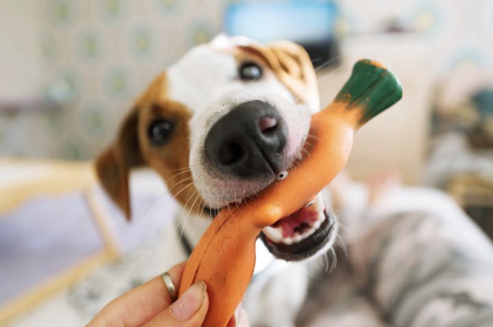 Chien qui mordille son jouet