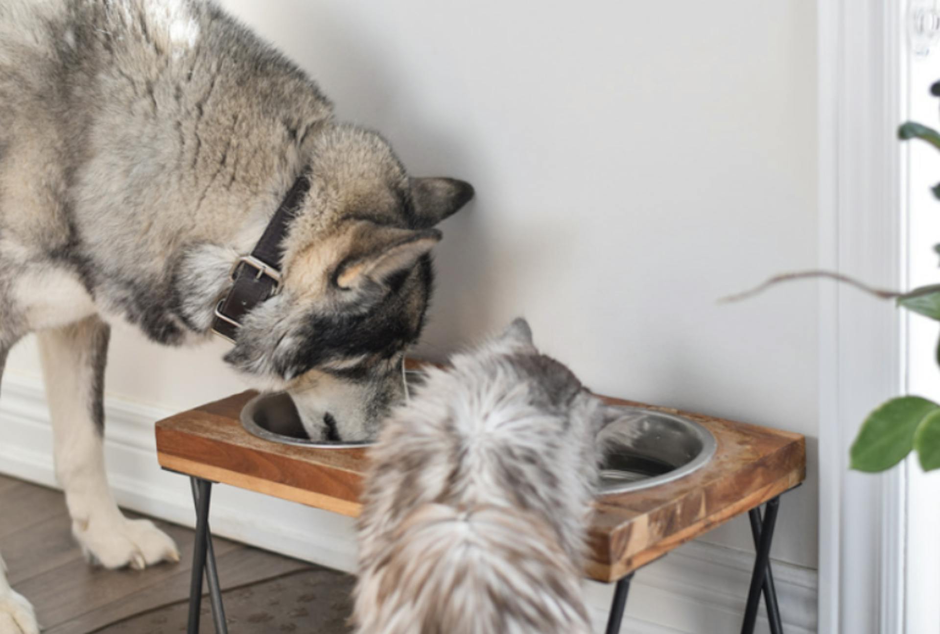 2 chiens qui mangent dans leur gamelle