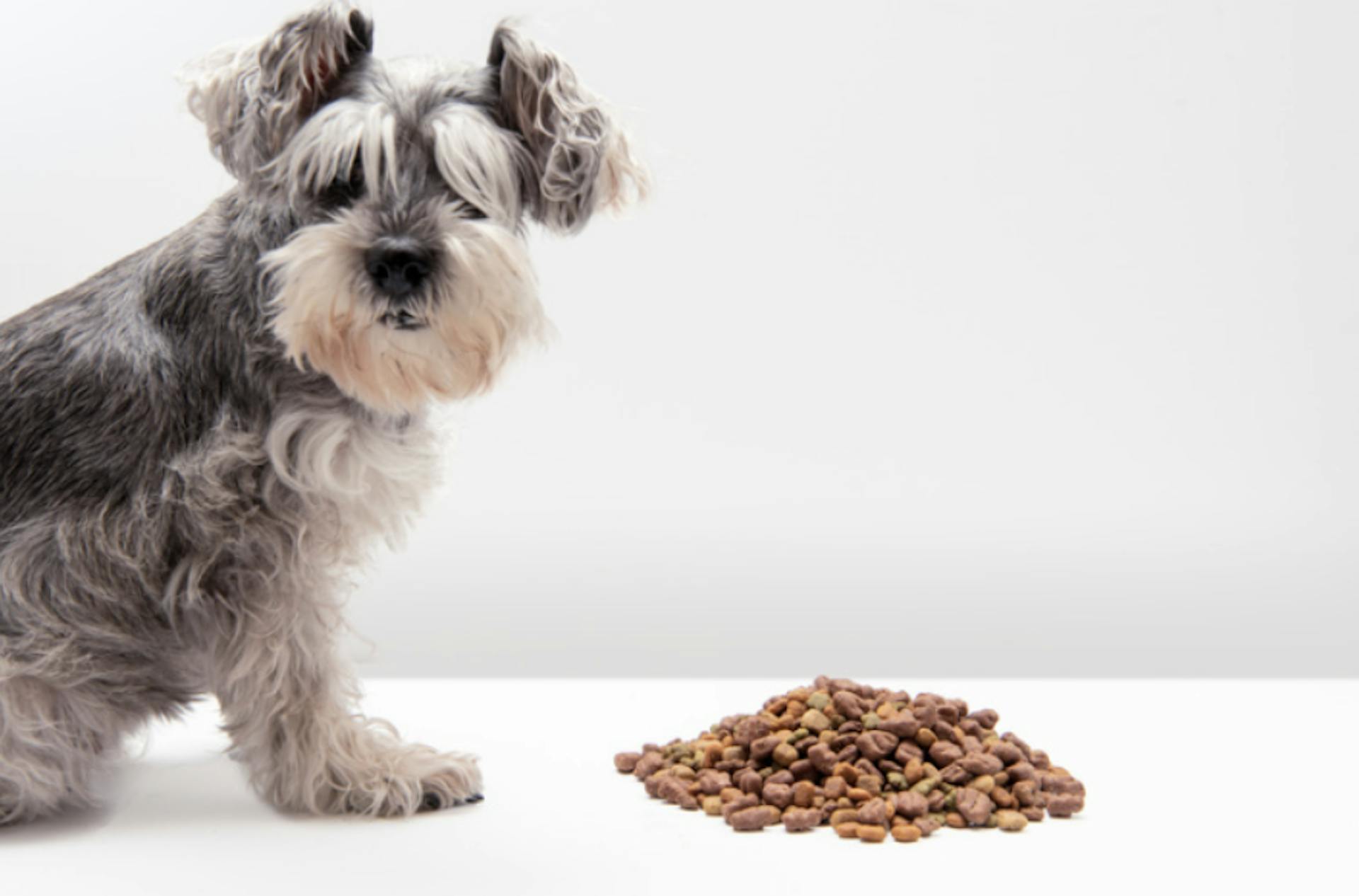 Chien assis devant ses croquettes