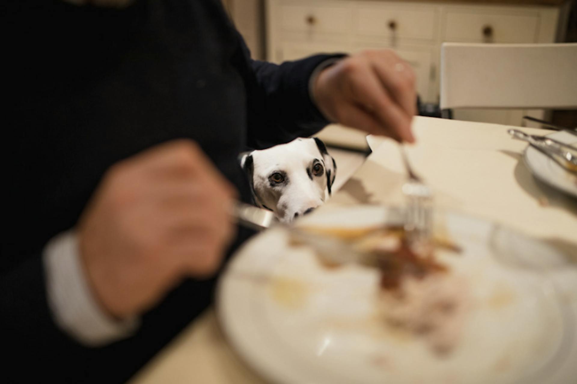 Chien qui louche devant le repas de son maitre