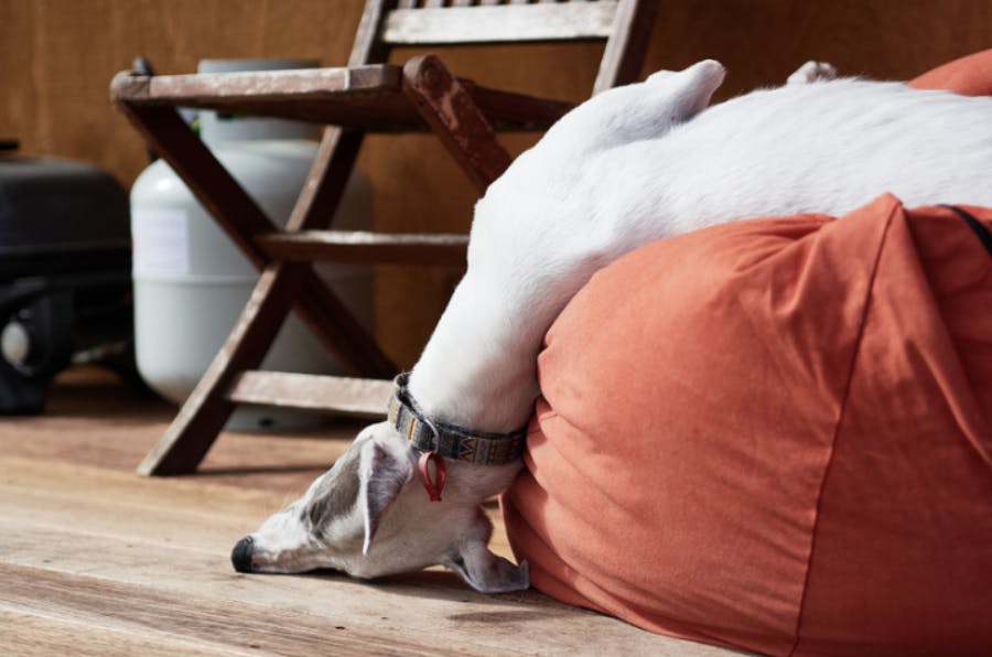 Chien qui dort