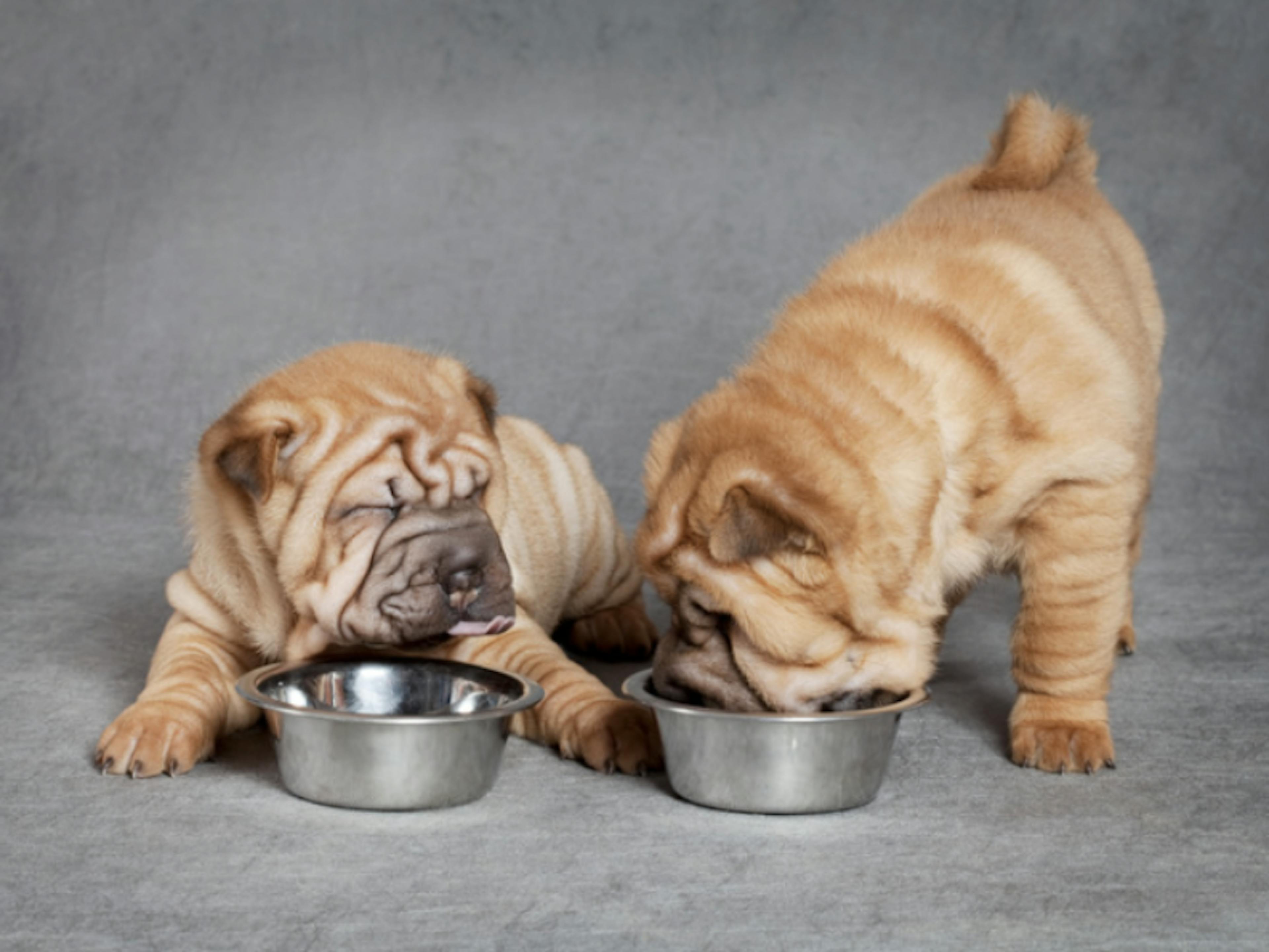 Deux chiots Sharpei qui mangent dans leur gamelle