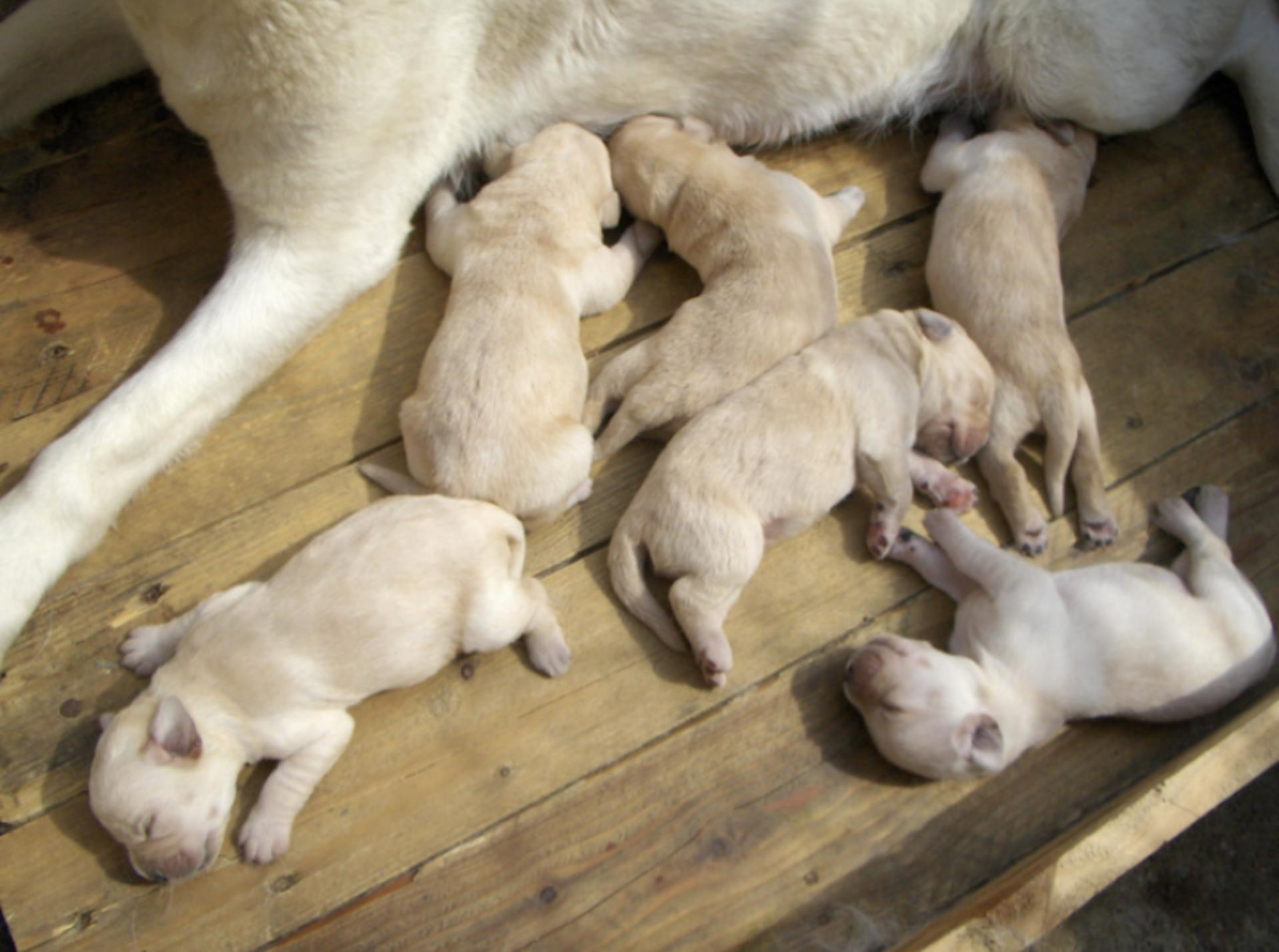 chiots qui tètent leur maman