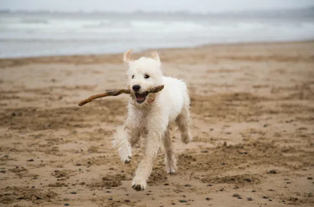 chiot qui court sur la plage avec un bâton