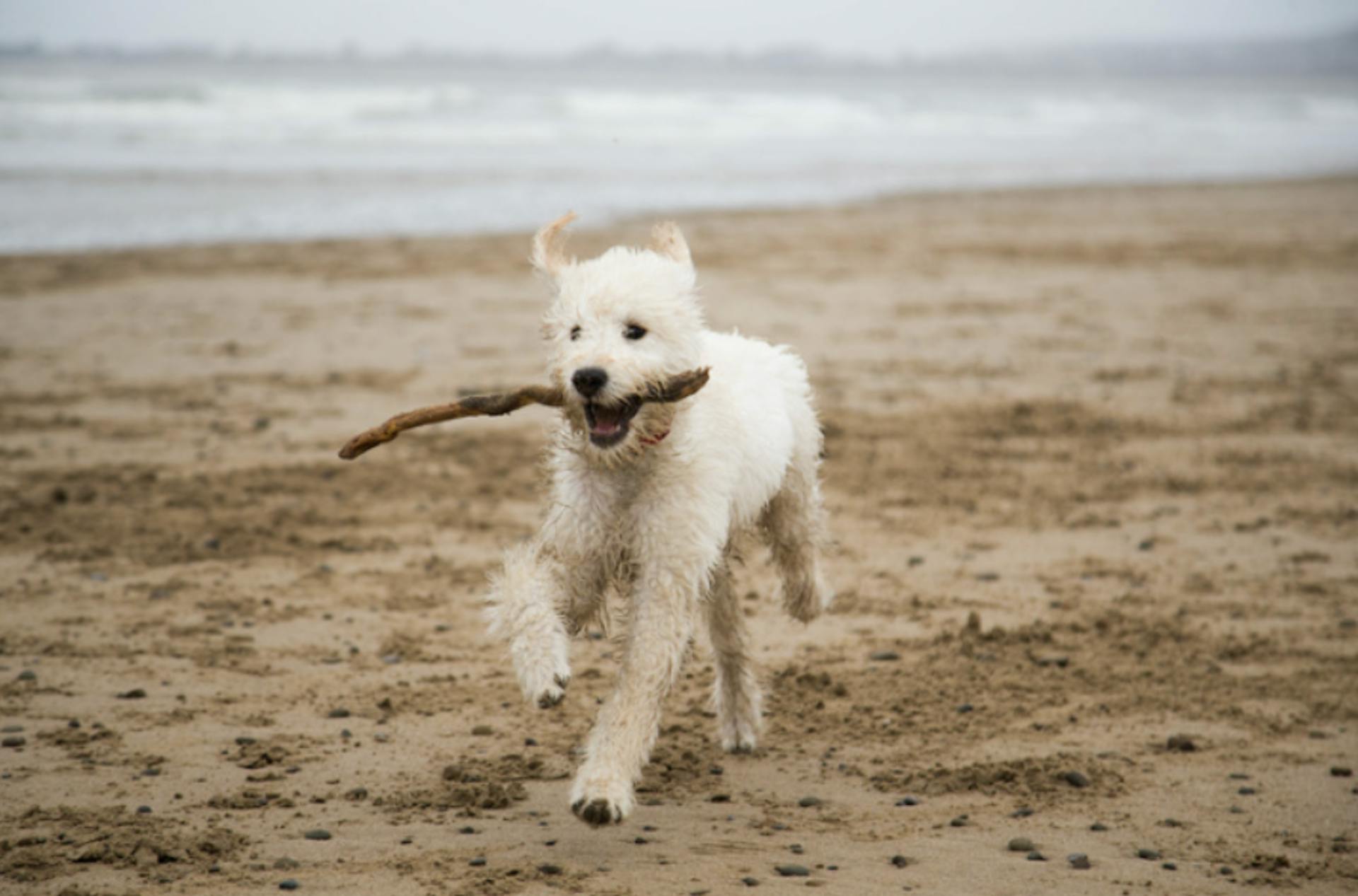 chiot qui court sur la plage avec un bâton 