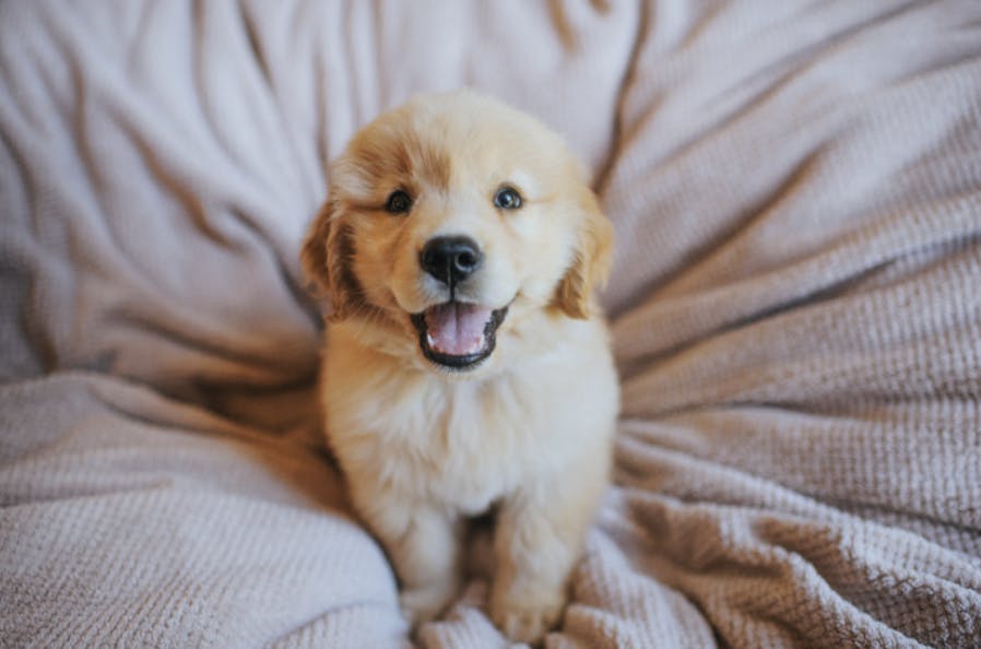 Chiot assis et qui sourit