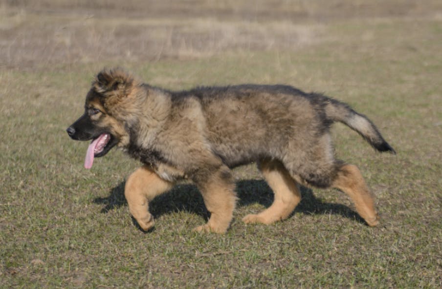 Chiot Berger Allemand qui marche