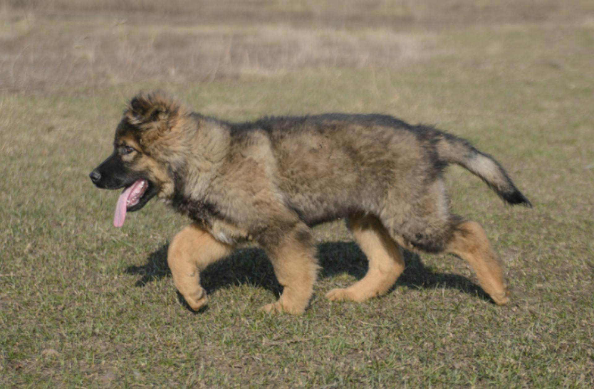 Chiot Berger Allemand qui marche 