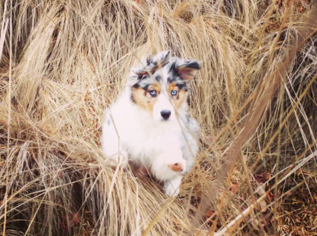 Chiot Berger Australien qui gambade