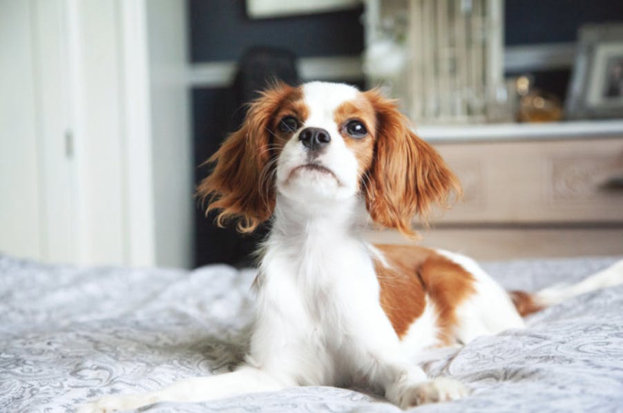 chiot Cavalier King Charles couché sur le lit 