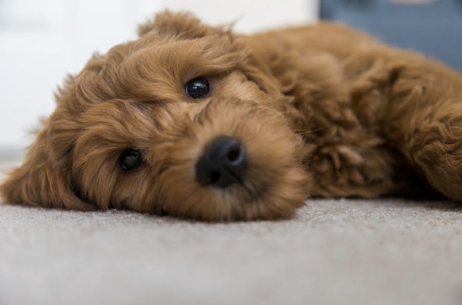 Chiot couché qui regarde la caméra 