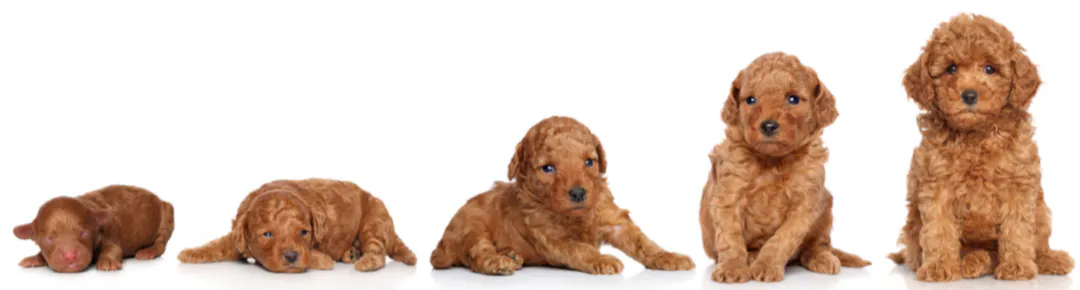 Évolution d'un chiot qui grandit