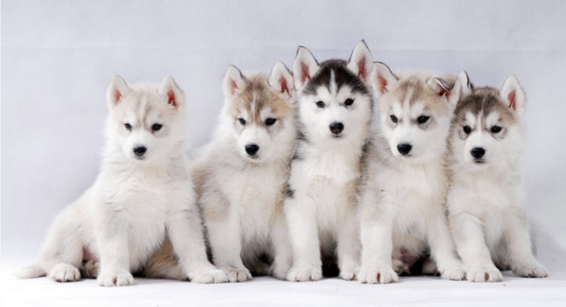 Cinq chiots Husky assis 