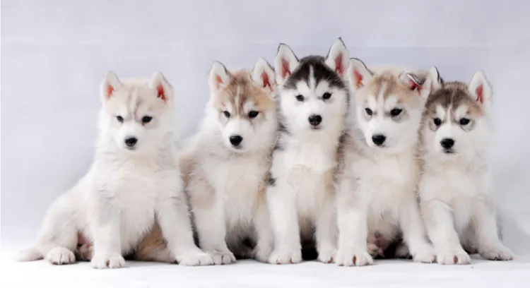 Cinq chiots Husky assis