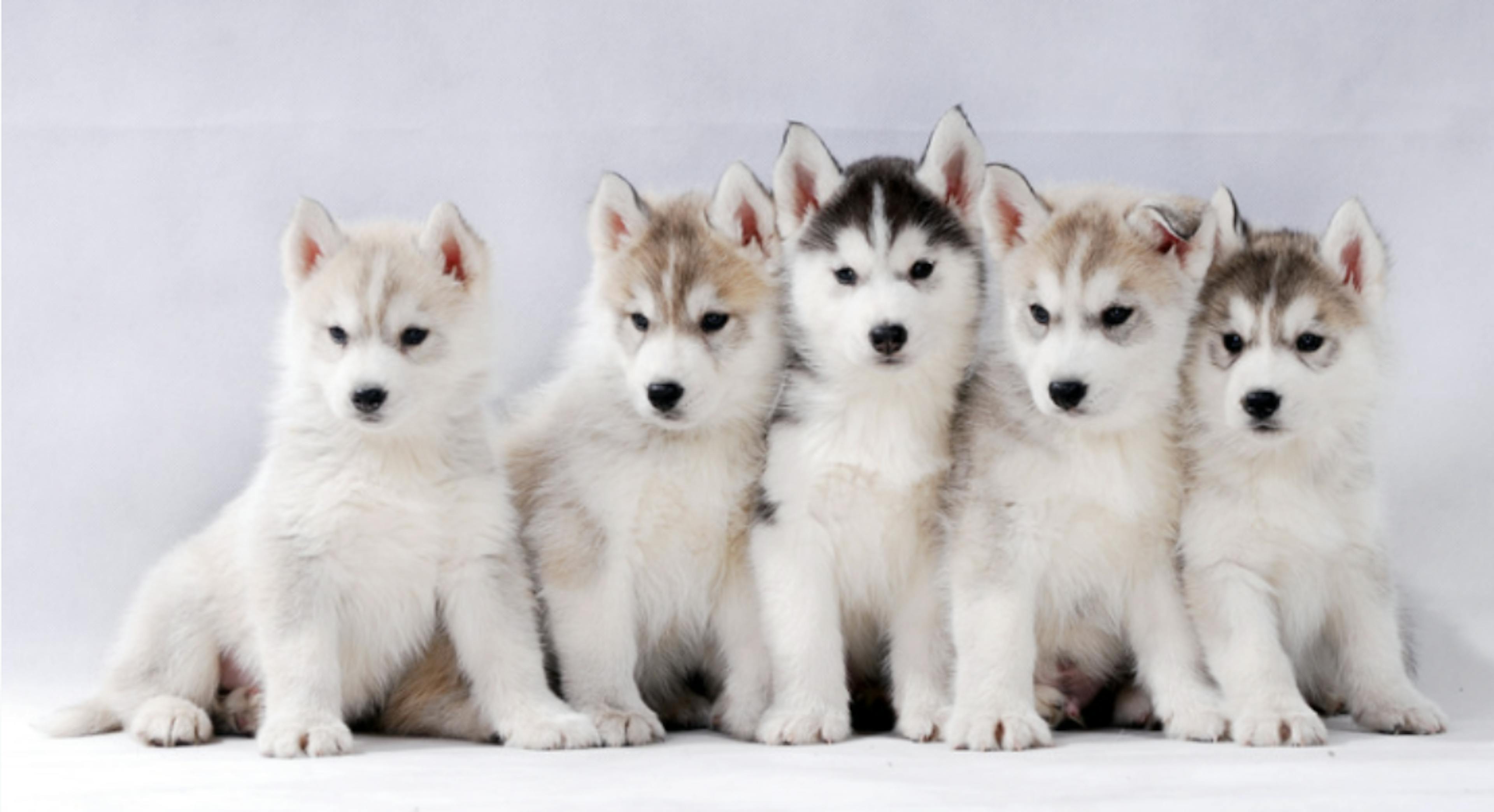 Cinq chiots Husky assis 