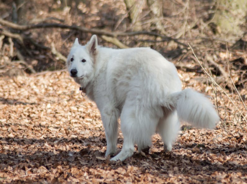 Chien qui fait ses besoins