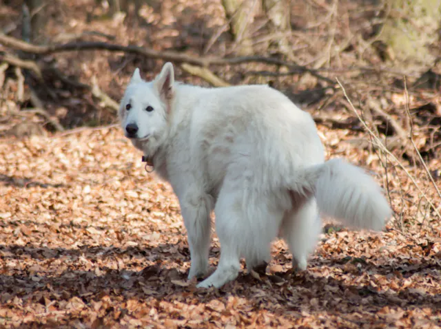 Chien qui fait ses besoins