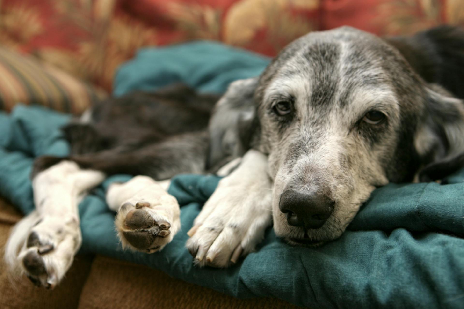 Chien âgé et fatigué