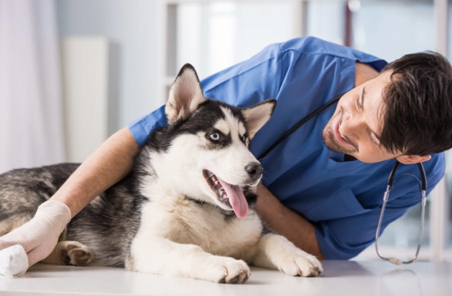 Vétérinaire qui ausculte un Husky chiot