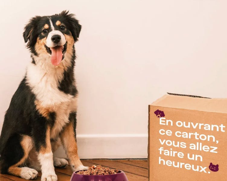 Chien de Berger qui pose devant un carton ainsi qu'une gamelle Elmut 