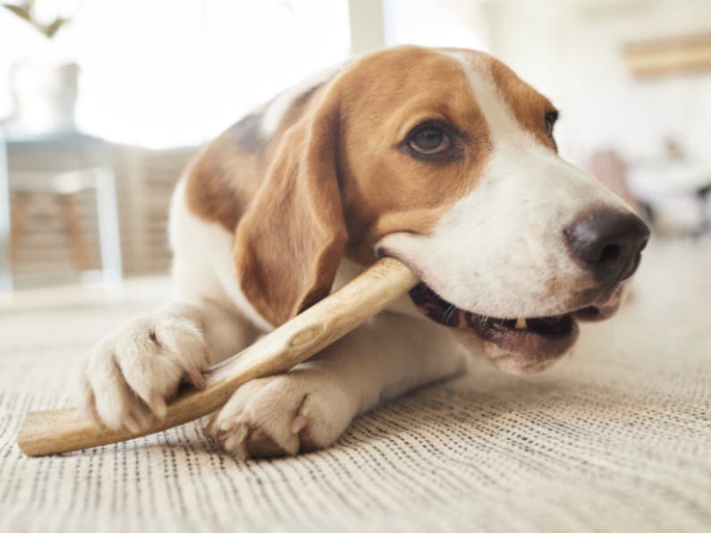 Beagle qui mange un bois de cerf