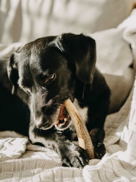 Chien noir qui mastique un bois de cerf sur une couverture 