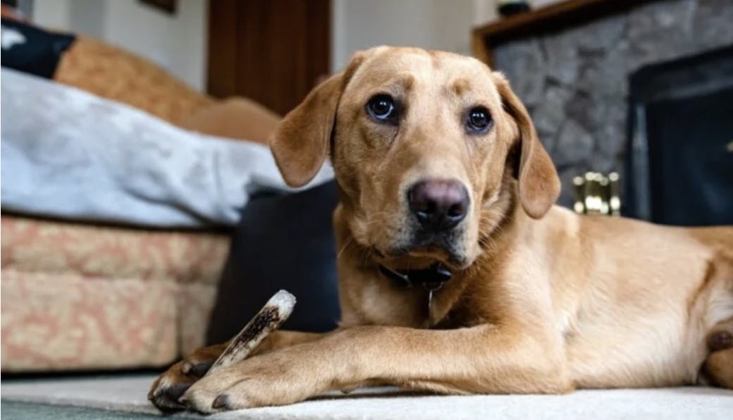 Labrador qui tient un bois de cerf dans ses pattes