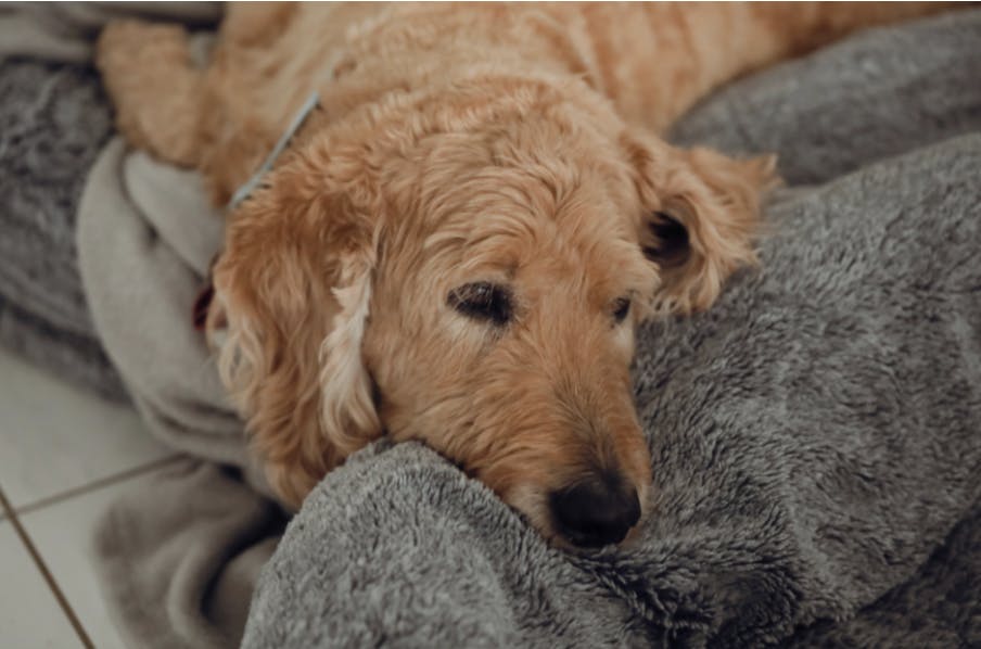 Vieux chien couché sur une couverture 